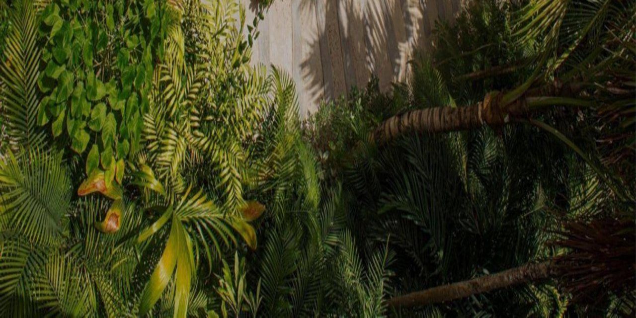 Vegetación de la selva de Tulum junto a un muro blanco